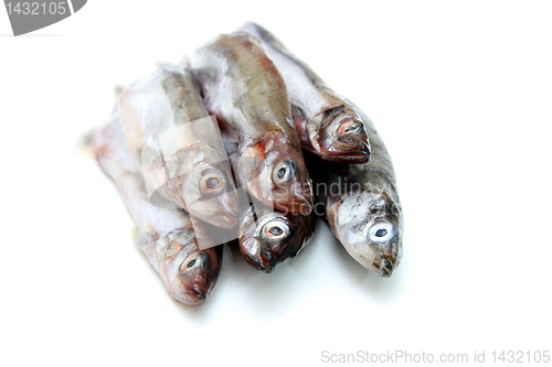 Image of Capelin fish isolated on the white background