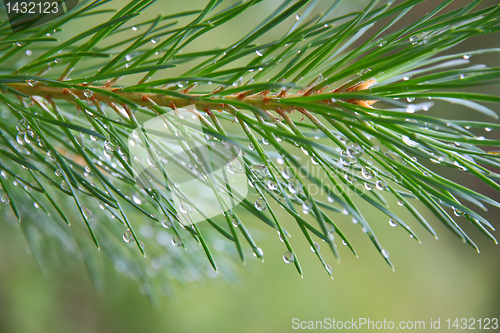 Image of Close up of Pine tree branch  spruce  dew