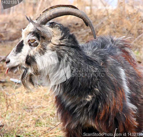Image of bearded goat 