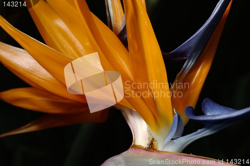 Image of Bird of paradise flower