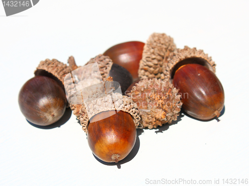 Image of Autumn browns acorns 