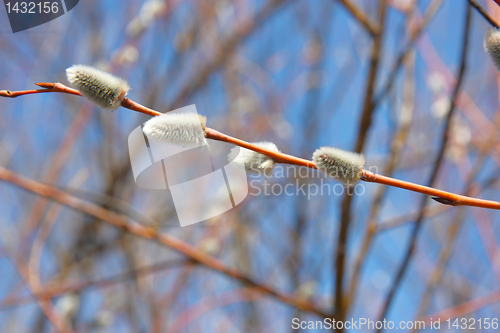 Image of willow branch against the blue sky