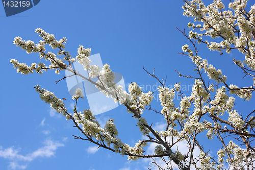 Image of apple blossom close-up. White flowers