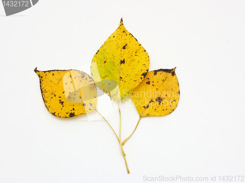 Image of Yellow leaves