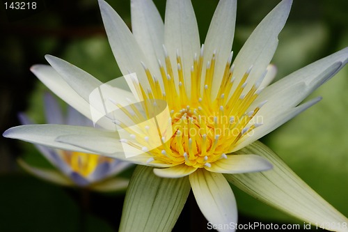 Image of White waterlily