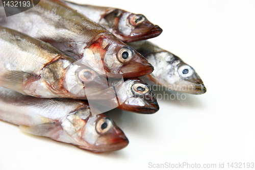 Image of Capelin fish isolated on the white background