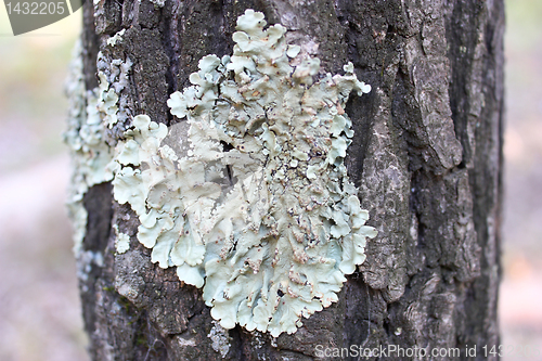 Image of Moss on a tree