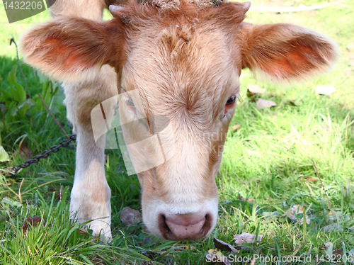 Image of The young it is brown a white calf 
