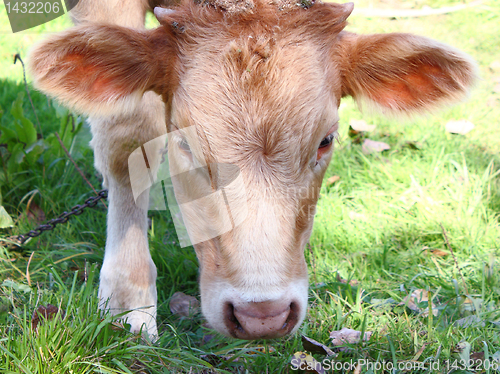 Image of The young it is brown a white calf 