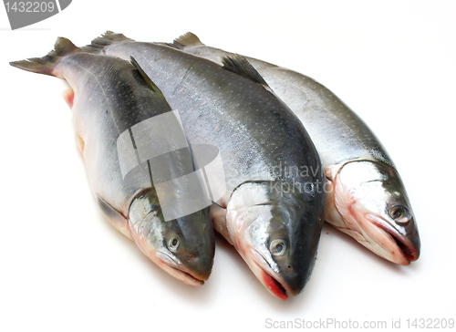 Image of Fresh fish