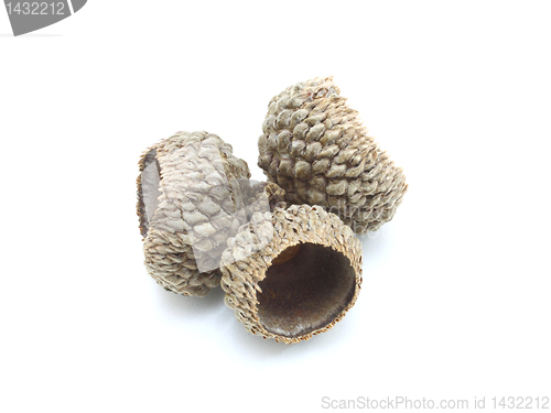 Image of Autumn acorns