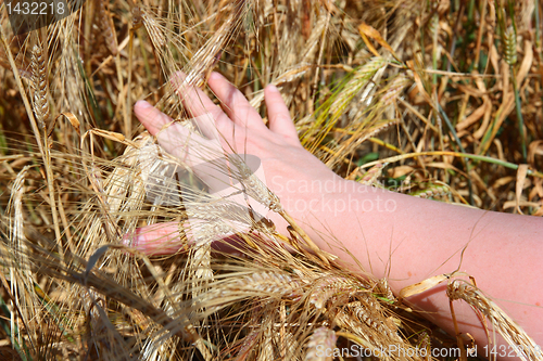 Image of hand holding ears of wheat 