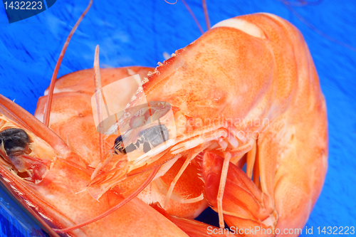 Image of Boiled shrimps close-up