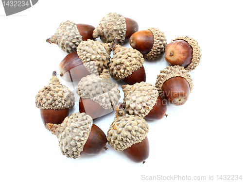 Image of acorns on the white background