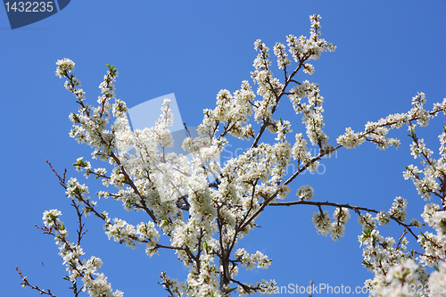 Image of apple blossom close-up. White flowers