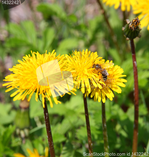 Image of macro bee on yellow dandelion flower