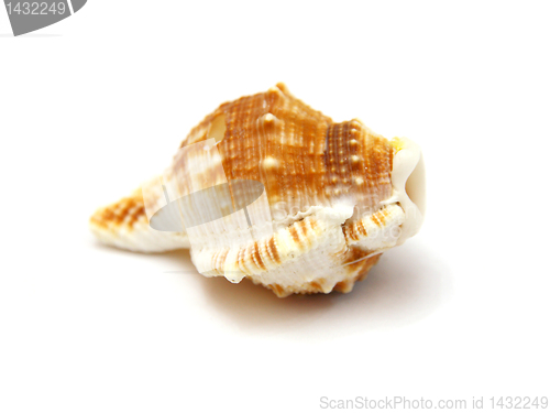 Image of Sea shell with reflection on white background