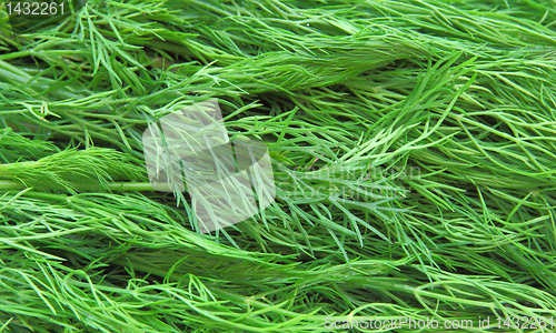 Image of Fresh green dill