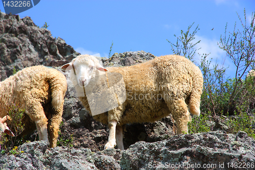 Image of A sheep is eating grass on a beautiful mountain