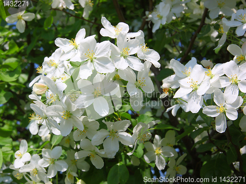 Image of apple blossom close-up. White flowers