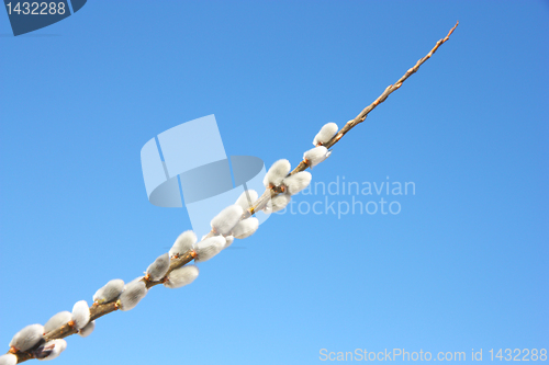 Image of willow branch against the blue sky