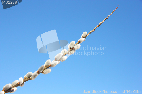 Image of willow branch against the blue sky