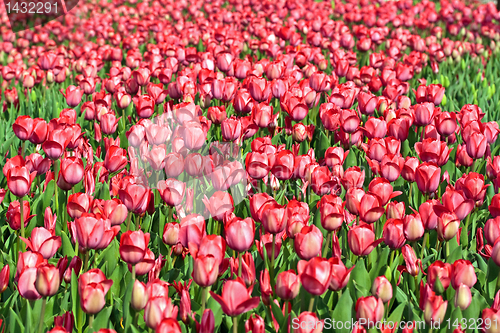 Image of Field with red tulips