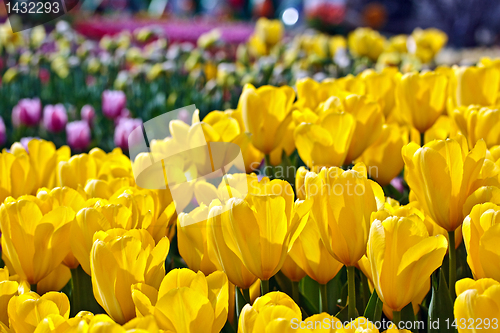 Image of Yellow tulips with shallow depth of focus