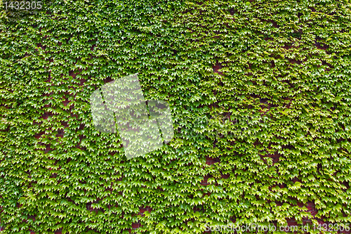 Image of Background of lush green ivy leaves on a brick wall