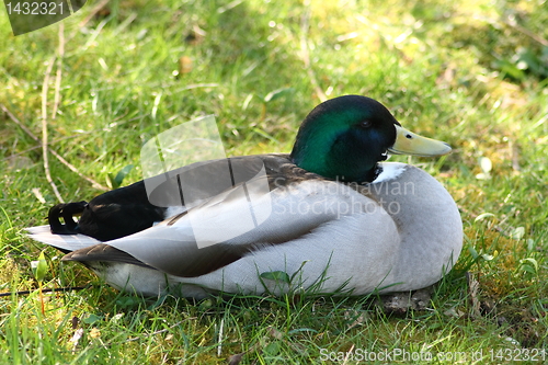 Image of mallard drake 