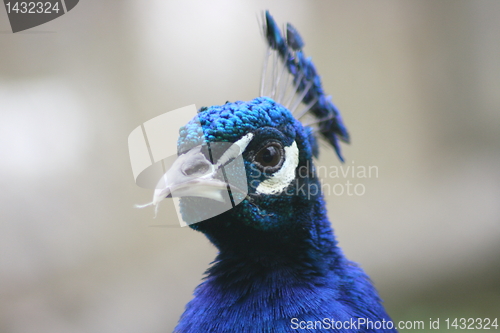 Image of  male peacock 