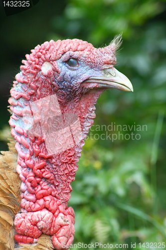 Image of male turkey