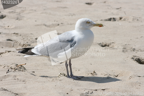 Image of gull