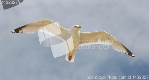 Image of flying gull