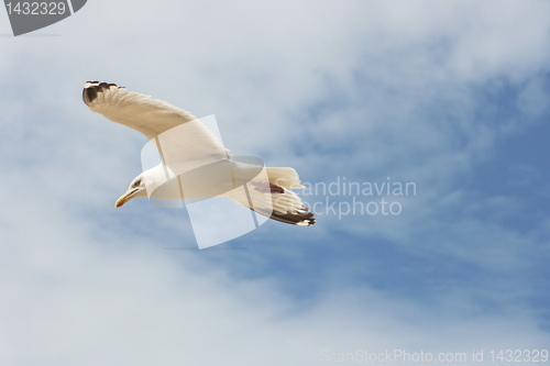 Image of flying gull