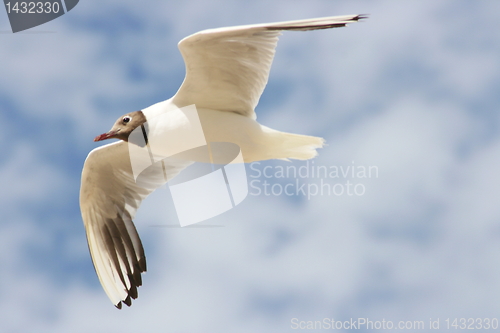 Image of black-headed gull 