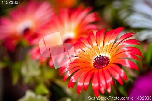 Image of Beautiful flower of gerbera