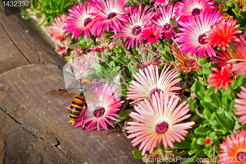 Image of Hornet on a gerbera flower