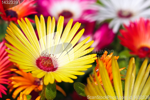 Image of A beautiful yellow daisy flower on blurry backround
