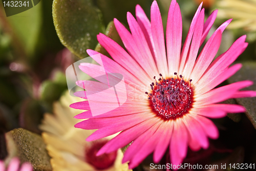 Image of Close-up of a single beautiful daisy flower
