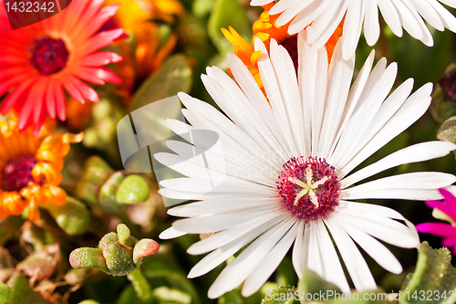 Image of Close-up of a white daisy