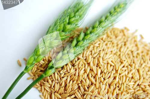 Image of Green wheat ears