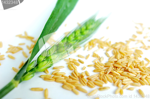 Image of Green wheat ears