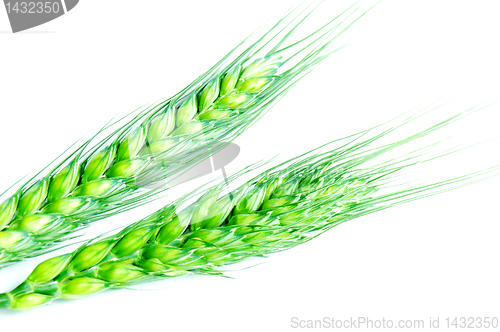 Image of Green wheat ears