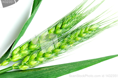 Image of Green wheat ears