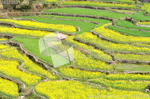 Image of Rapeseed fields