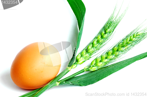 Image of Egg and wheat