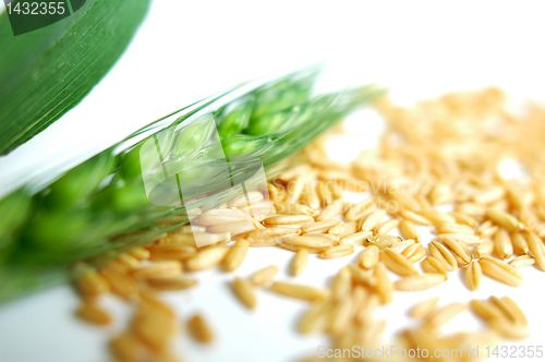 Image of Green wheat ears