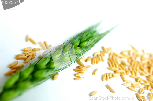 Image of Green wheat ears