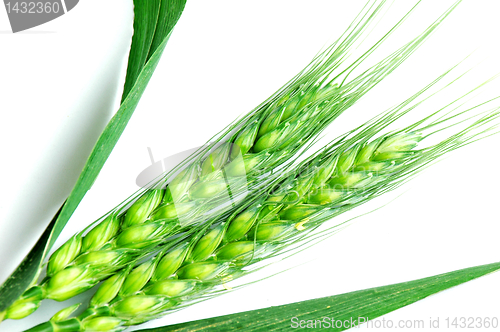 Image of Green wheat ears